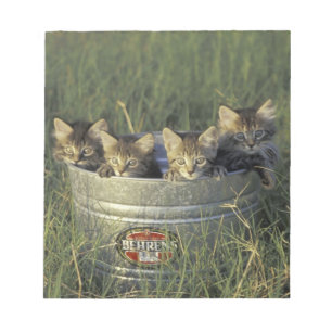 NA, USA, Florida, rural Florida. Eight-week-old Notepad