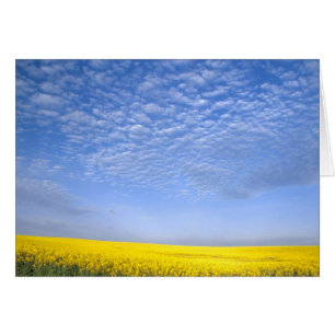 Na, USA, ID, Grangeville, Field of Canola Crop
