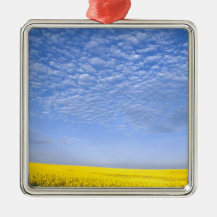 Na, USA, ID, Grangeville, Field of Canola Crop Metal Ornament