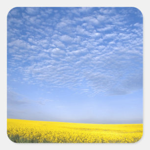Na, USA, ID, Grangeville, Field of Canola Crop Square Sticker