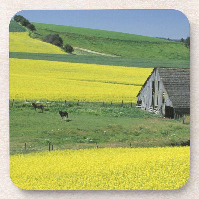 NA, USA, Idaho, near Potlatch, Canola and old Coaster (Front)