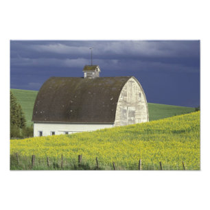 NA, USA, Idaho, south of Genesse, Canola field Photo Print
