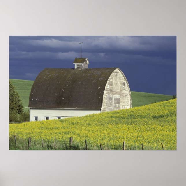 NA, USA, Idaho, south of Genesse, Canola field Poster (Front)