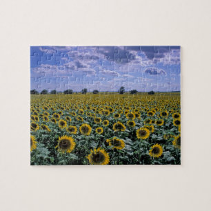 NA, USA, Kansas, Sunflower crop Jigsaw Puzzle