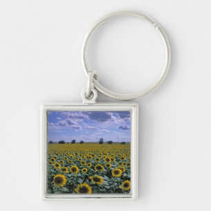 NA, USA, Kansas, Sunflower crop Key Ring