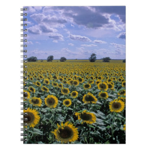 NA, USA, Kansas, Sunflower crop Notebook
