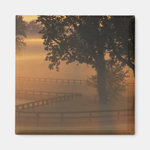 NA, USA, Kentucky. Foggy sunrise on Kentucky Magnet