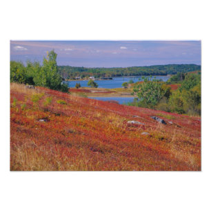 NA, USA, Maine. Blueberry Barrens. Photo Print