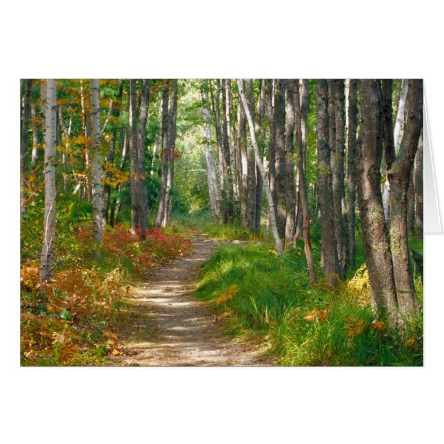 NA, USA, Maine.  Jessup trail in Acadia National (Front Horizontal)