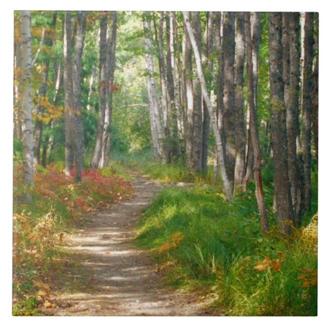 NA, USA, Maine.  Jessup trail in Acadia National Ceramic Tile (Front)