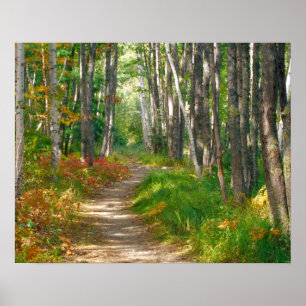 NA, USA, Maine. Jessup trail in Acadia National Poster