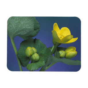 NA, USA, Michigan, Rochester Hills. Marsh Magnet
