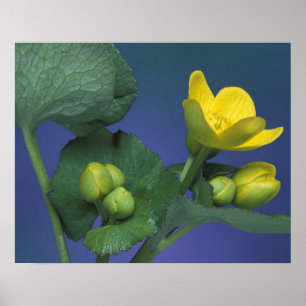 NA, USA, Michigan, Rochester Hills. Marsh Poster