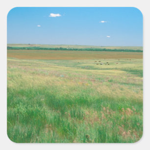 NA, USA, NE. Grasslands near Ogallala with Square Sticker