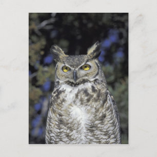 NA, USA, New Mexico, Wildlife West Nature Park Postcard