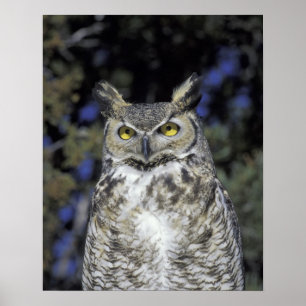 NA, USA, New Mexico, Wildlife West Nature Park Poster