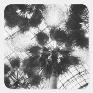 NA, USA, New York, New York City. Palm trees in Square Sticker