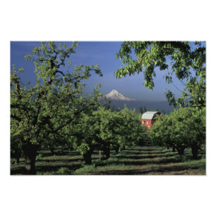 NA, USA, Oregon, near Hood River Mt. Hood with Photo Print