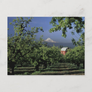 NA, USA, Oregon, near Hood River Mt. Hood with Postcard