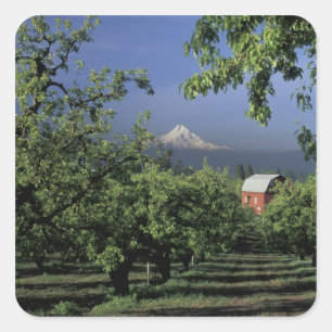 NA, USA, Oregon, near Hood River Mt. Hood with Square Sticker