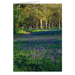 NA, USA, Oregon, Salem. Field of camas and 3