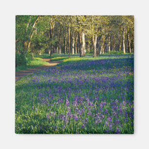 NA, USA, Oregon, Salem. Field of camas and 3 Magnet