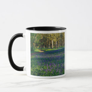NA, USA, Oregon, Salem. Field of camas and 3 Mug