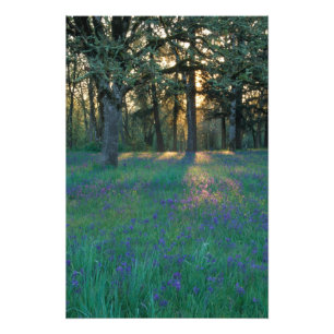 NA, USA, Oregon, Salem. Field of camas and 3 Photo Print