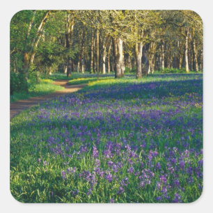 NA, USA, Oregon, Salem. Field of camas and 3 Square Sticker