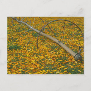 NA, USA, Oregon. Watering system in field of Postcard