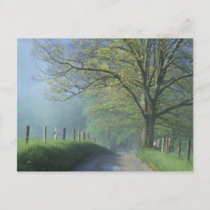 NA, USA, Tennessee, Cades Cove, Great Smoky Postcard
