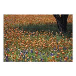 NA, USA, Texas, Hill Country, Paint brush and Photo Print