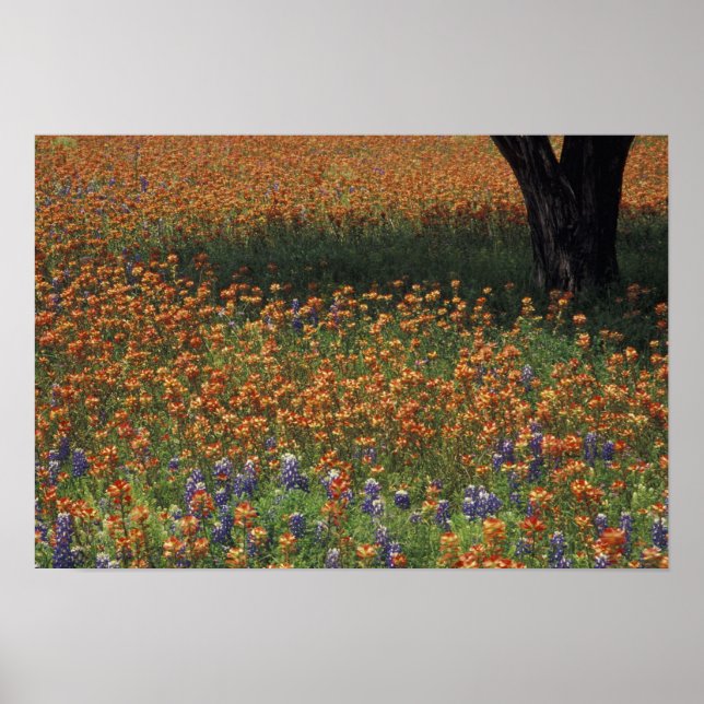 NA, USA, Texas, Hill Country, Paint brush and Poster (Front)