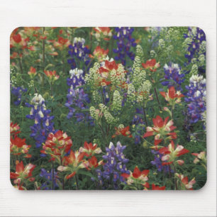 NA, USA, Texas, near Marble Falls, Paint brush Mouse Pad