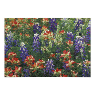 NA, USA, Texas, near Marble Falls, Paint brush Photo Print