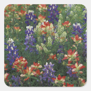 NA, USA, Texas, near Marble Falls, Paint brush Square Sticker