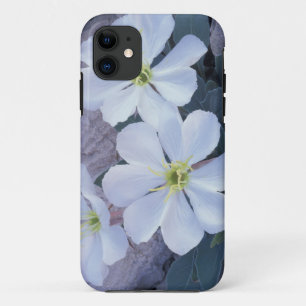NA, USA, Utah, Arches NP, Evening primrose iPhone 11 Case