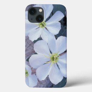 NA, USA, Utah, Arches NP, Evening primrose iPhone 13 Case