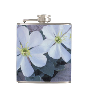 NA, USA, Utah, Arches NP, Evening primrose Hip Flask