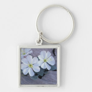 NA, USA, Utah, Arches NP, Evening primrose Key Ring