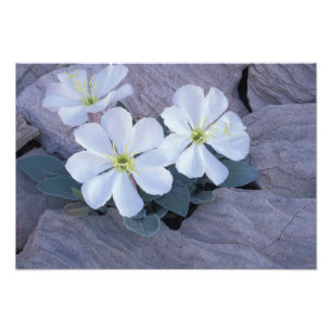 NA, USA, Utah, Arches NP, Evening primrose Photo Print