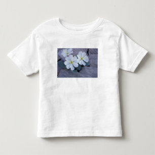 NA, USA, Utah, Arches NP, Evening primrose Toddler T-Shirt