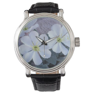 NA, USA, Utah, Arches NP, Evening primrose Watch