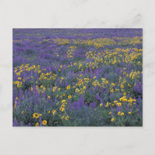 NA, USA, Washington Dalles, Lupine and Postcard
