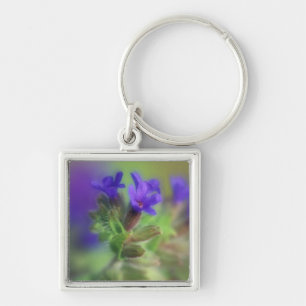 NA, USA, Washington, Eastern Washington. Wild Key Ring