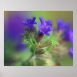 NA, USA, Washington, Eastern Washington. Wild Poster