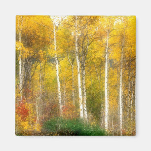 NA, USA, Washington, Fall Aspen Trees along Magnet