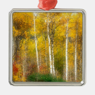 NA, USA, Washington, Fall Aspen Trees along Metal Tree Decoration