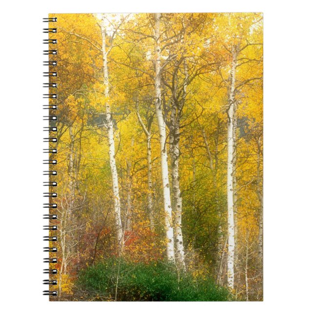 NA, USA, Washington, Fall Aspen Trees along Notebook (Front)