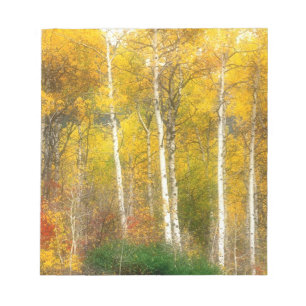 NA, USA, Washington, Fall Aspen Trees along Notepad